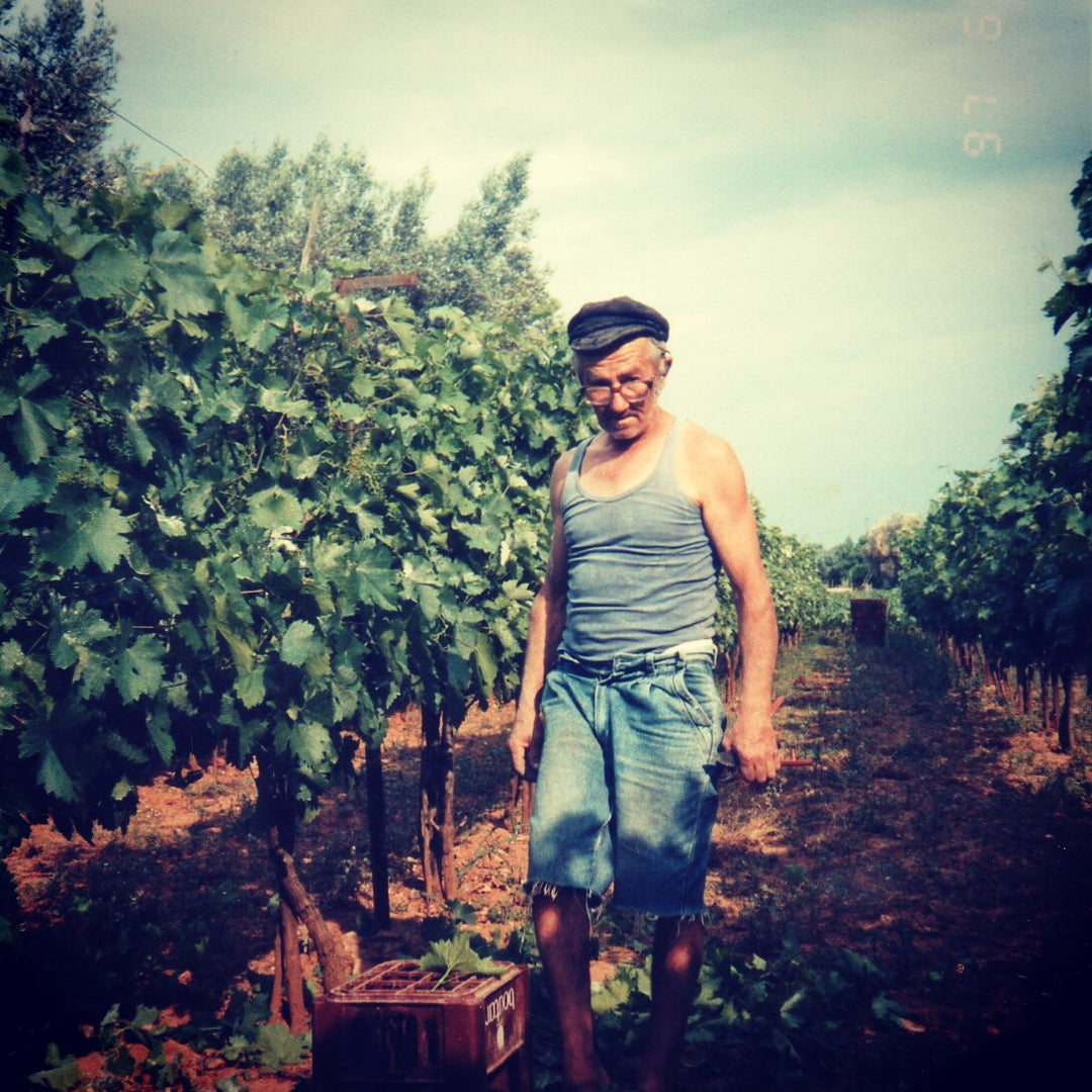 My Dad at the family vineyard